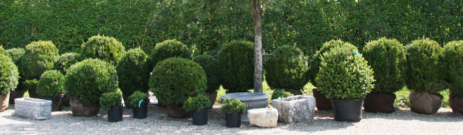 Boxwood Size Chart