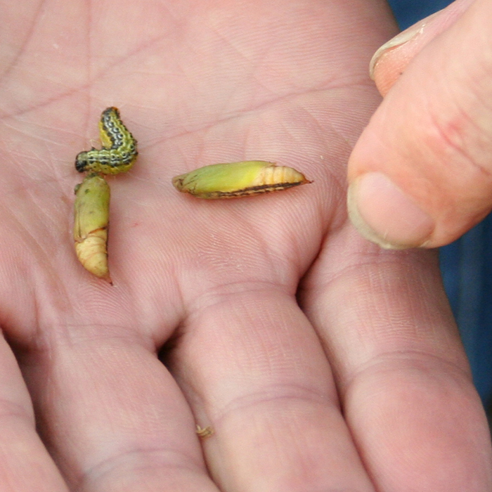 Box Tree Moth Caterpillar