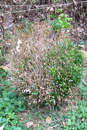 boxwood blight resistant varieties