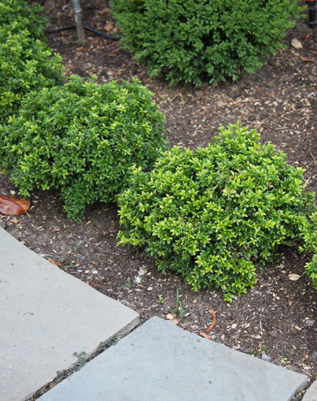 Boxwood Size Chart