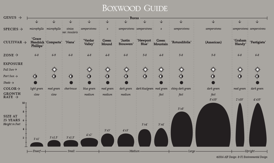 Boxwood Size Chart