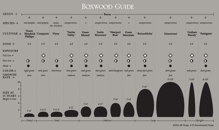 Boxwood Relative Sizes